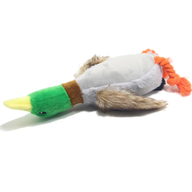 Duck
