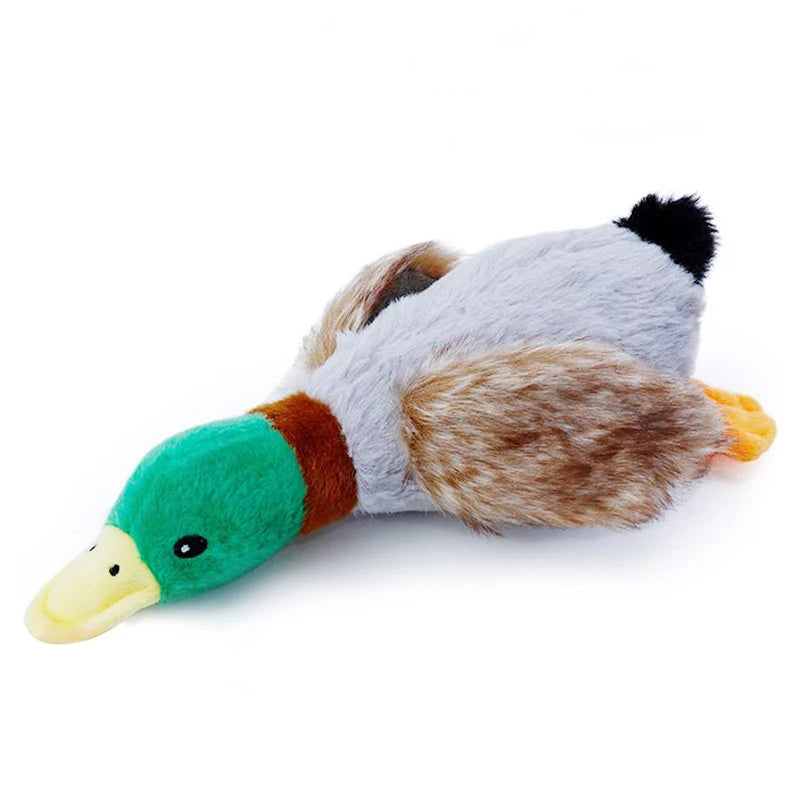 Duck