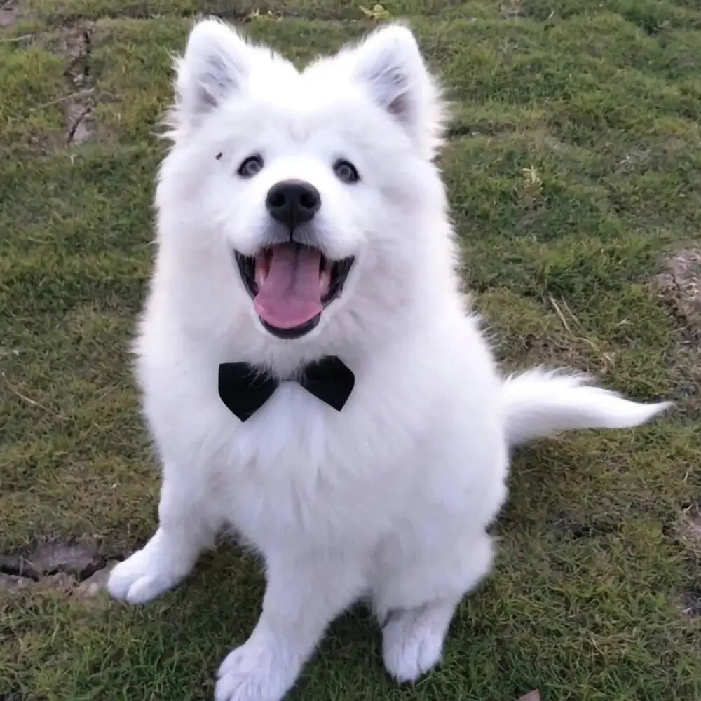 Pet Tie