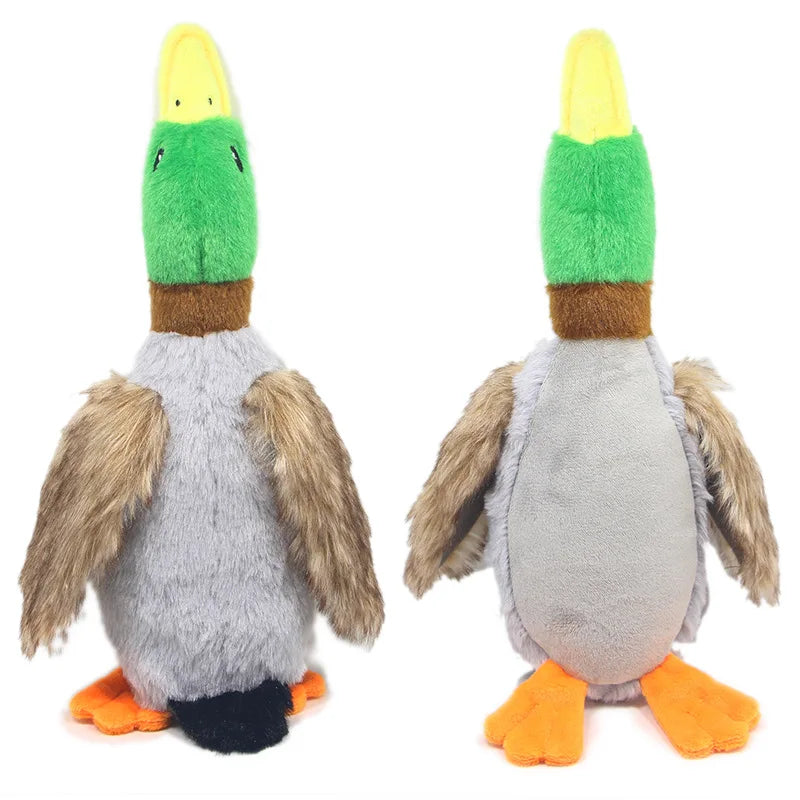 Duck