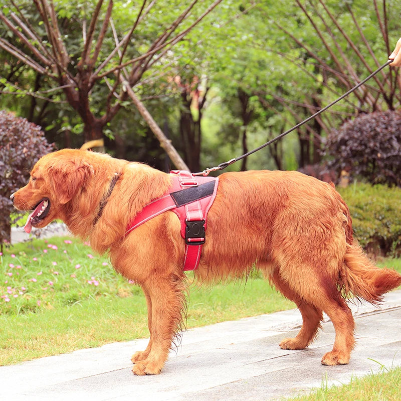 Personalized K9 Harness