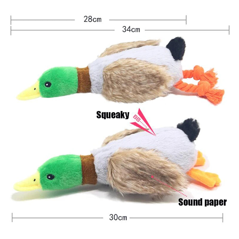 Duck