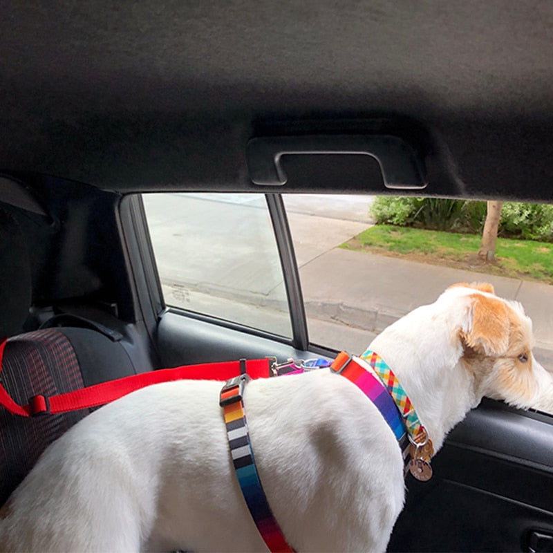 BackSeat Safety Belt