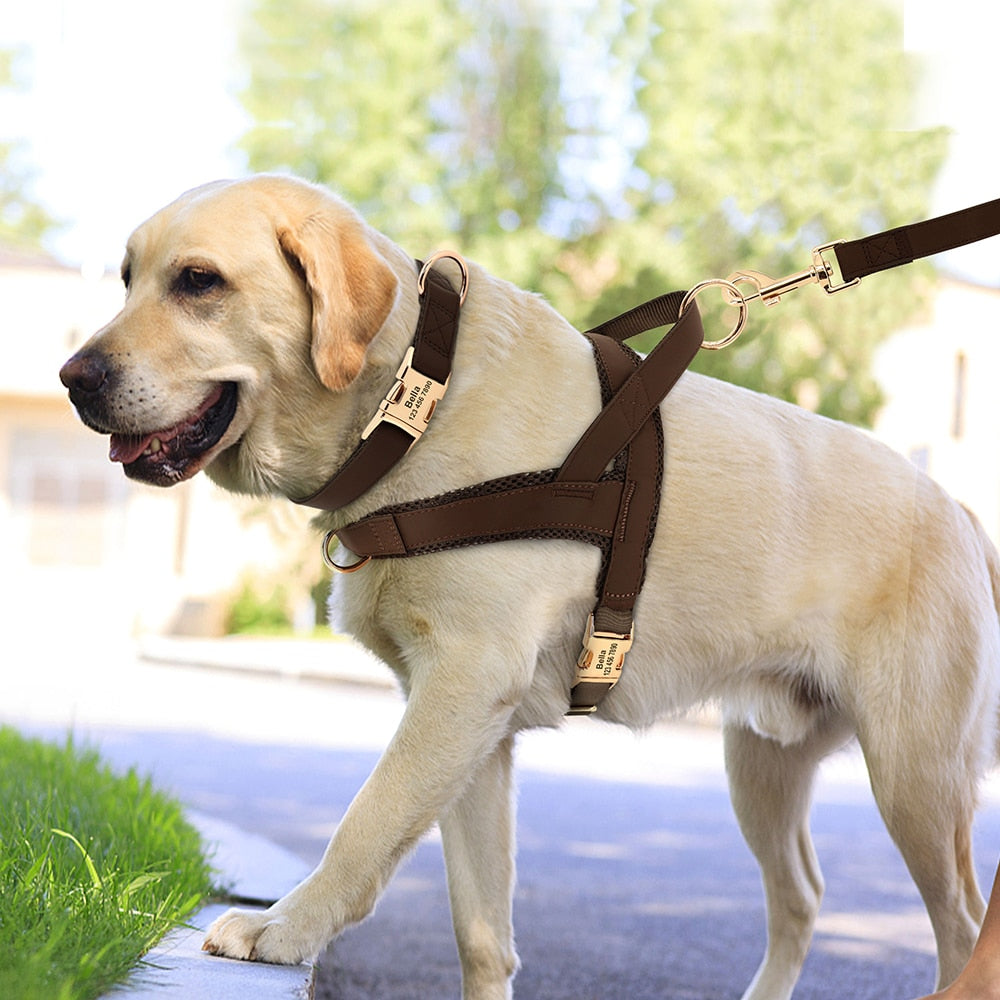 Personalized Set Collar Harness Leash
