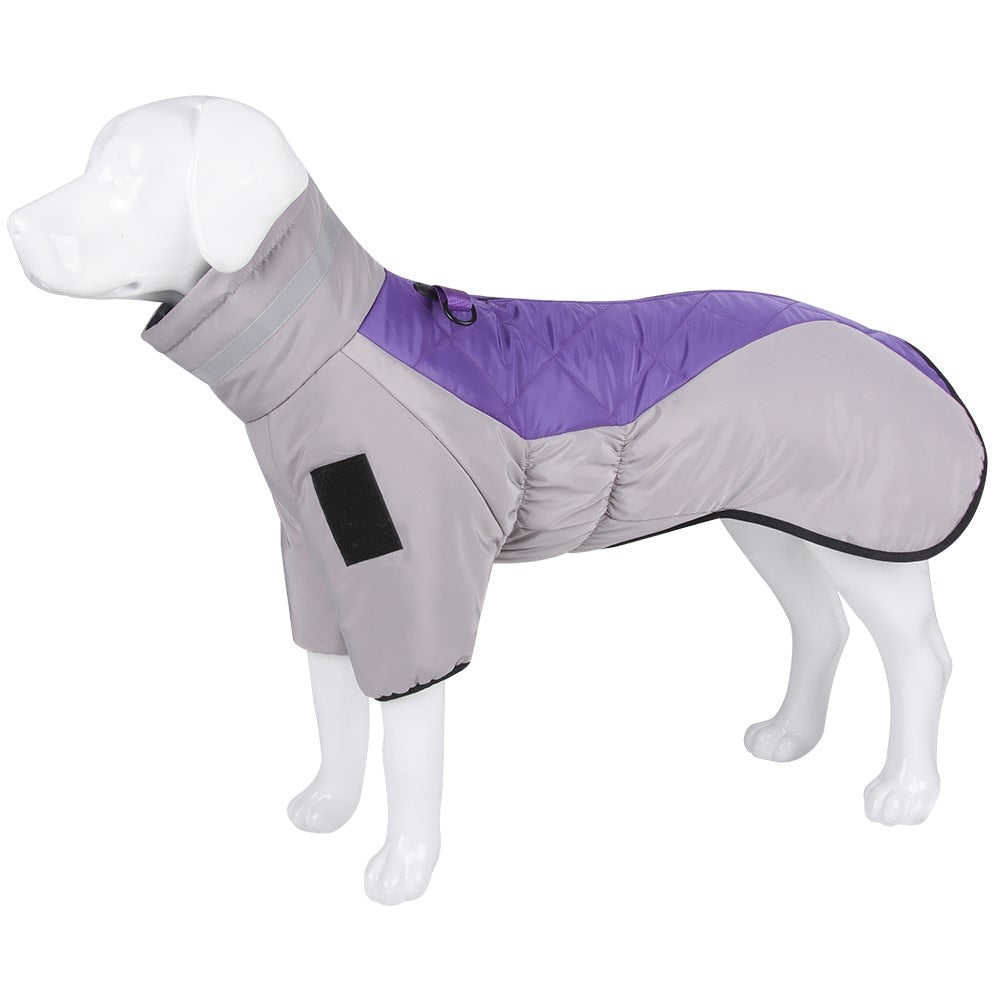 Purplio Jacket
