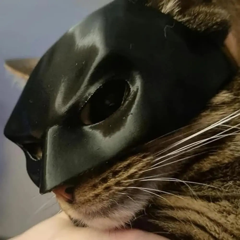 Bat cat