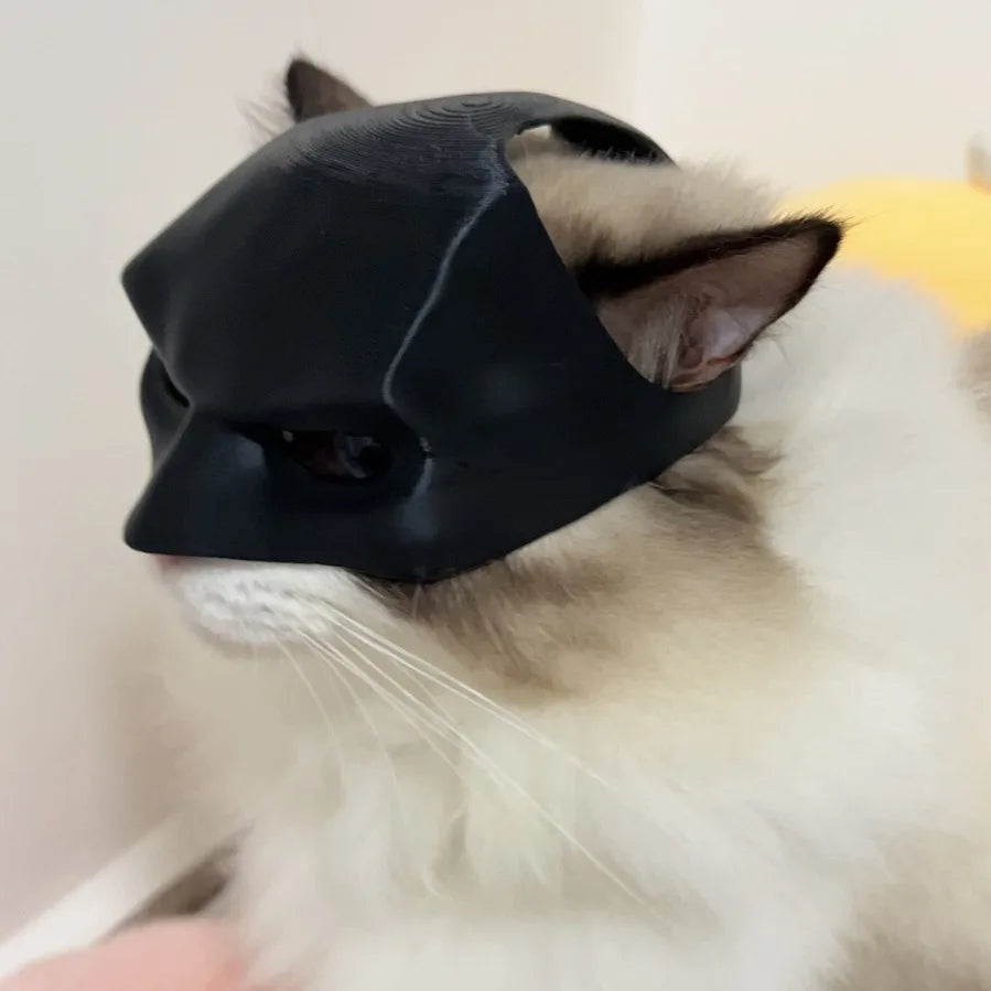 Bat cat