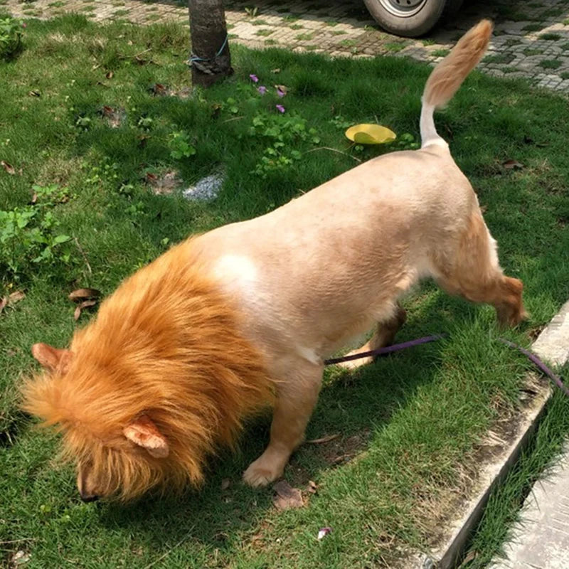 Lion Wig