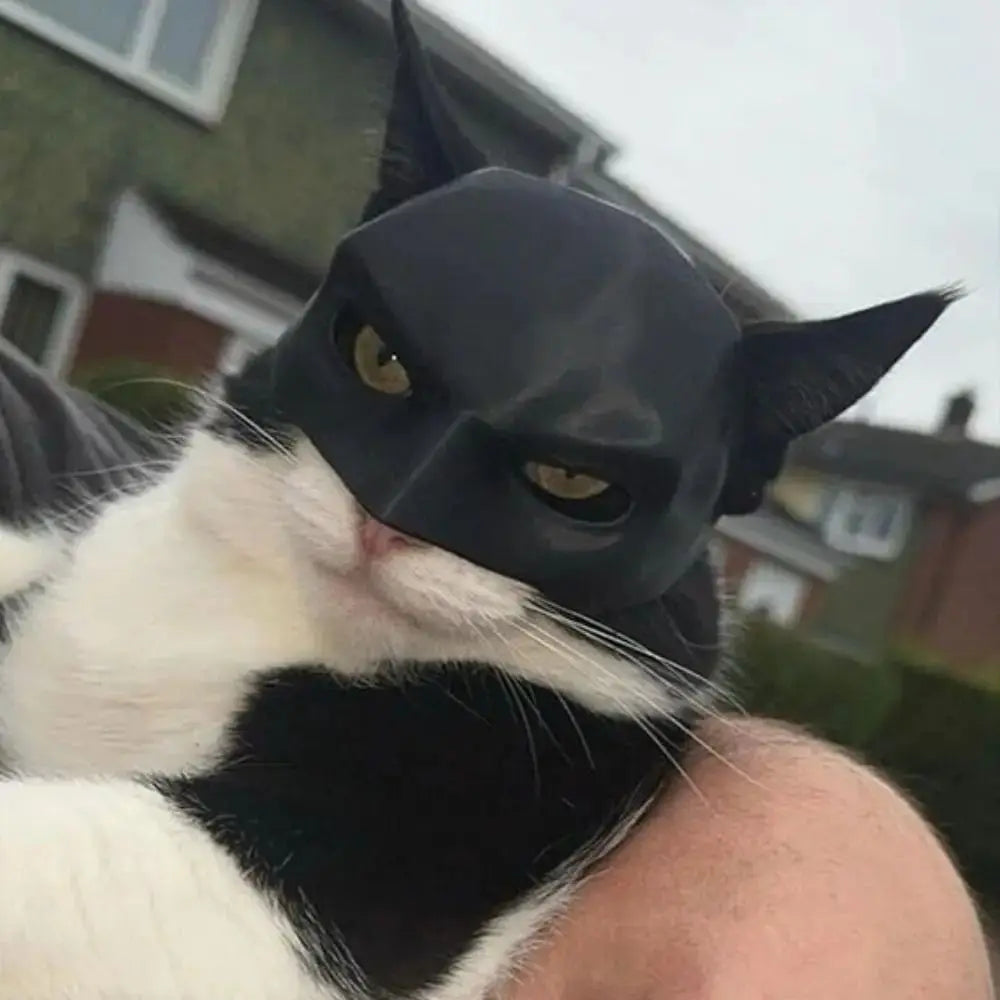 Bat cat